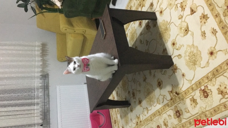 Tekir Kedi, Kedi  Beyaz fotoğrafı