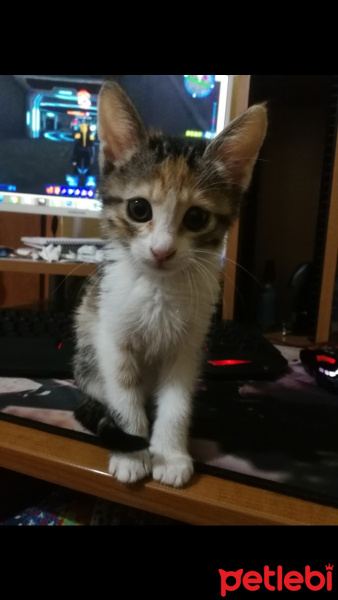 Tekir Kedi, Kedi  Zuzu fotoğrafı