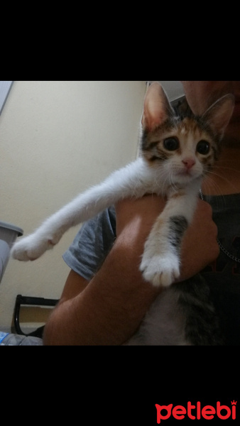 Tekir Kedi, Kedi  Zuzu fotoğrafı