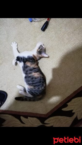 Tekir Kedi, Kedi  Zuzu fotoğrafı