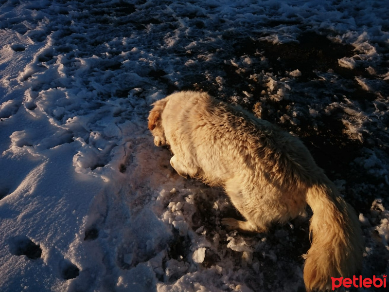 Golden Retriever, Köpek  Odin fotoğrafı
