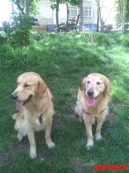 Golden Retriever, Köpek  Zıpkın fotoğrafı