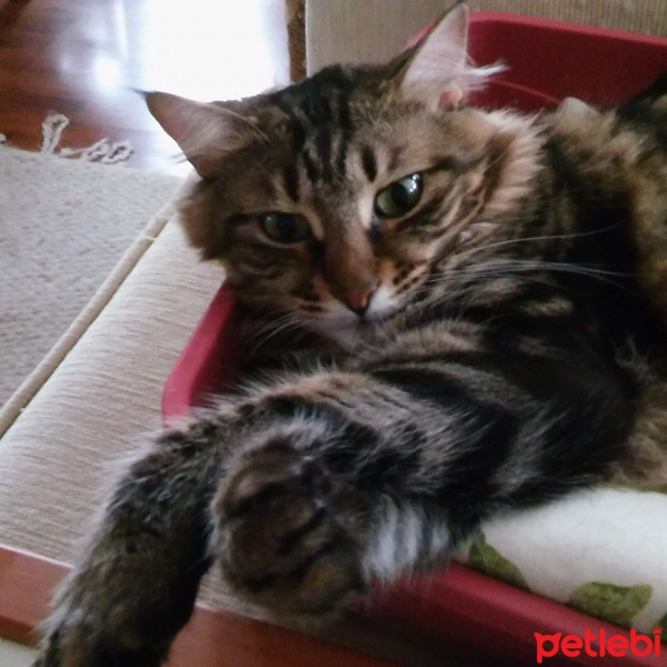 Tekir Kedi, Kedi  Barbie fotoğrafı