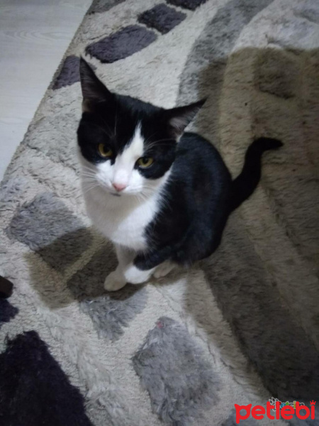 Tuxedo (Smokin) Kedi, Kedi  asil fotoğrafı