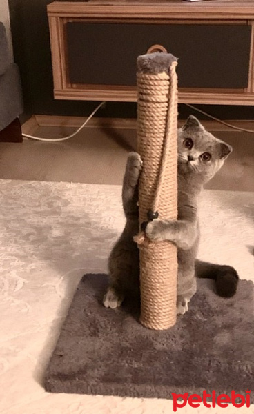 Scottish Fold, Kedi  Maya fotoğrafı