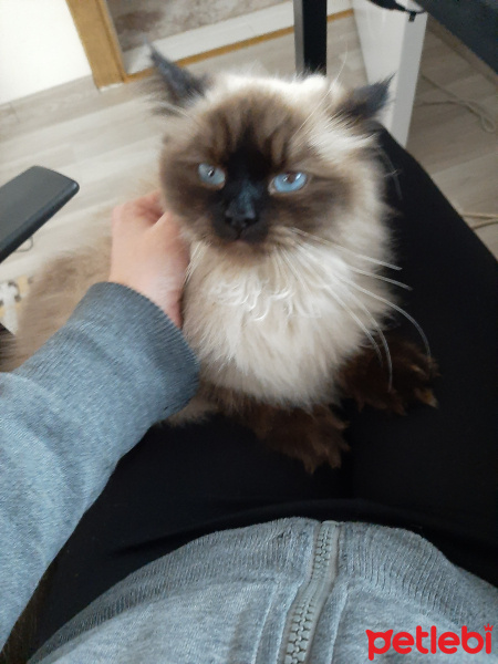 Himalayan, Kedi  Diva fotoğrafı
