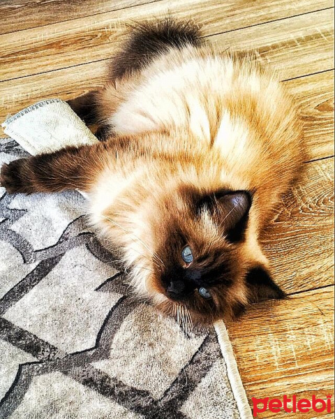 Himalayan, Kedi  Diva fotoğrafı