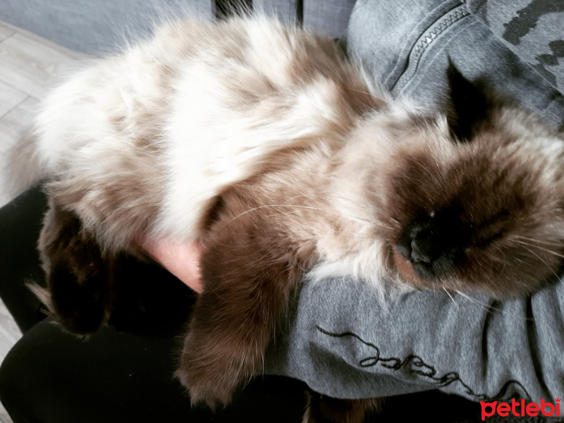 Himalayan, Kedi  Diva fotoğrafı