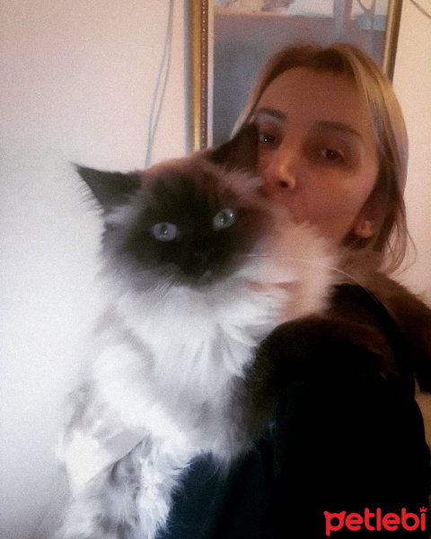 Himalayan, Kedi  Diva fotoğrafı