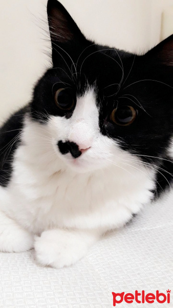 Tuxedo (Smokin) Kedi, Kedi  Oscar fotoğrafı