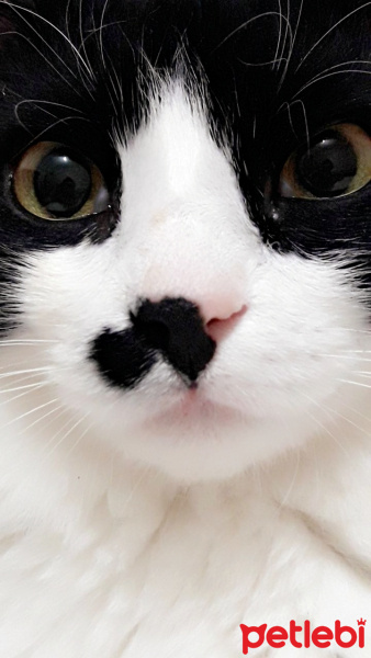 Tuxedo (Smokin) Kedi, Kedi  Oscar fotoğrafı