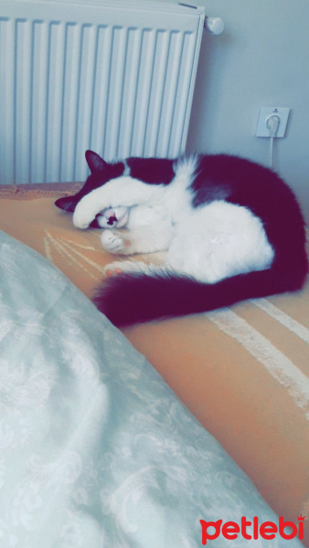 Tuxedo (Smokin) Kedi, Kedi  Oscar fotoğrafı