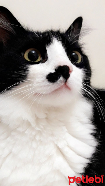 Tuxedo (Smokin) Kedi, Kedi  Oscar fotoğrafı