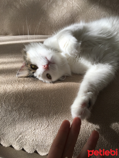 Tekir Kedi, Kedi  Piti fotoğrafı