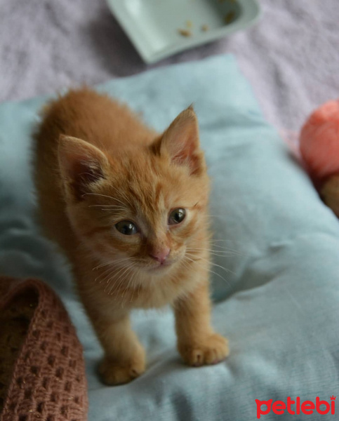 Sarman, Kedi  Leo fotoğrafı