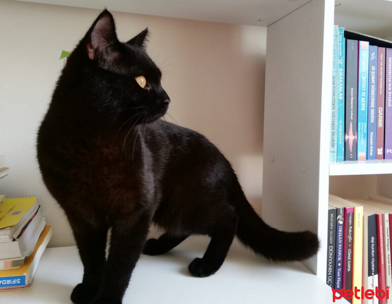 British Shorthair, Kedi  Maru fotoğrafı