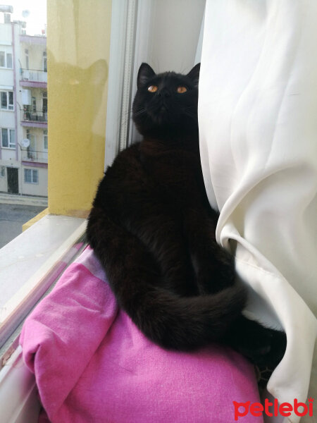 British Shorthair, Kedi  Maru fotoğrafı