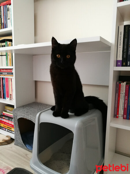 British Shorthair, Kedi  Maru fotoğrafı