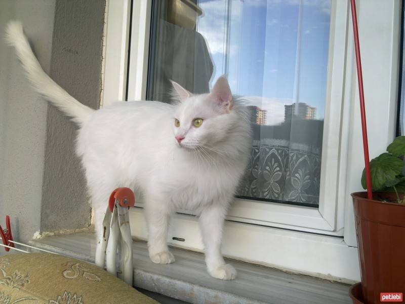 Ankara Kedisi, Kedi  bulut fotoğrafı