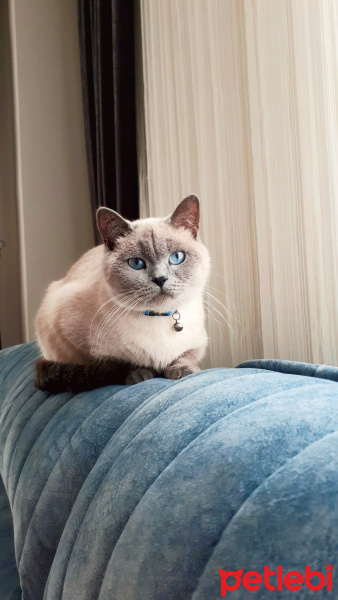 British Shorthair, Kedi  Lokum fotoğrafı