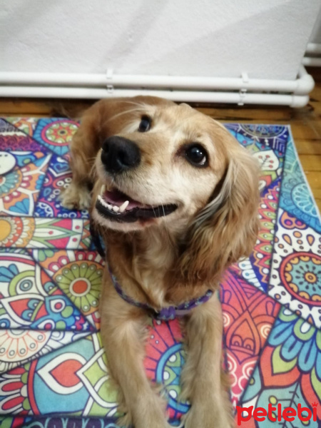 İngiliz Cocker Spaniel, Köpek  Tarçın fotoğrafı