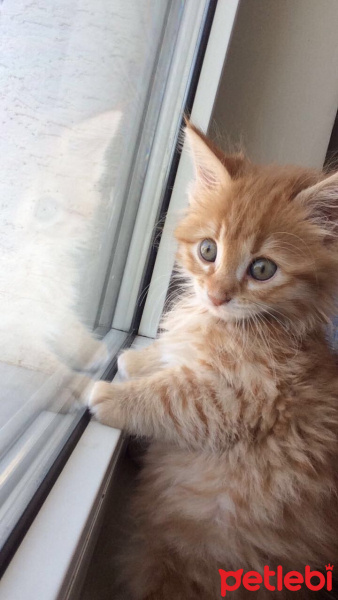 Sarman, Kedi  limon fotoğrafı