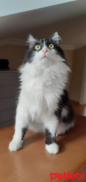 Tuxedo (Smokin) Kedi, Kedi  PAŞA fotoğrafı