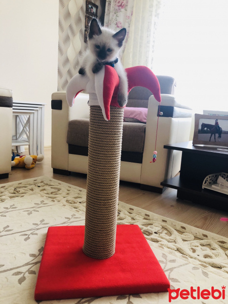 Siyam Kedisi, Kedi  Pamuk fotoğrafı
