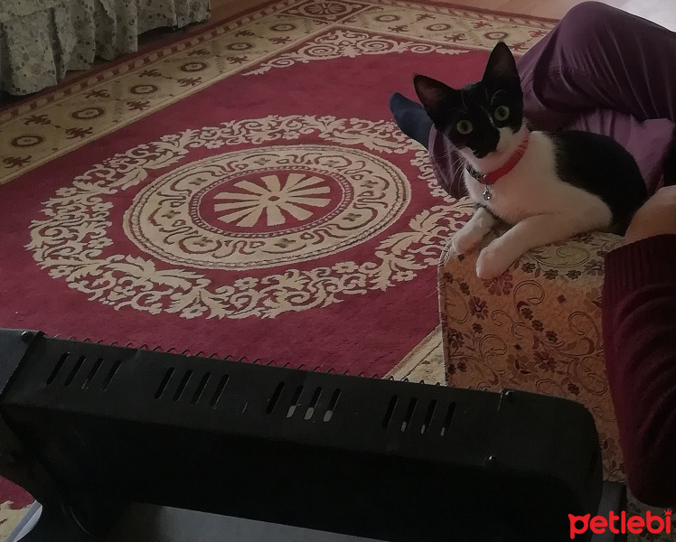 Tekir Kedi, Kedi  Bade fotoğrafı