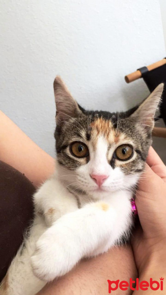 Tekir Kedi, Kedi  frida fotoğrafı