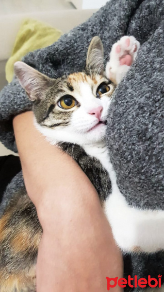 Tekir Kedi, Kedi  frida fotoğrafı