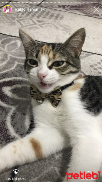 Tekir Kedi, Kedi  frida fotoğrafı