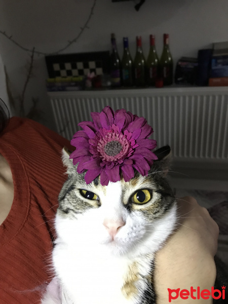 Tekir Kedi, Kedi  frida fotoğrafı