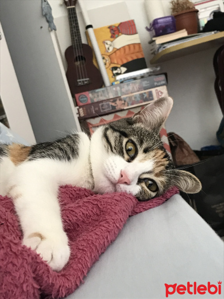 Tekir Kedi, Kedi  frida fotoğrafı