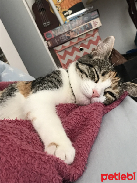 Tekir Kedi, Kedi  frida fotoğrafı