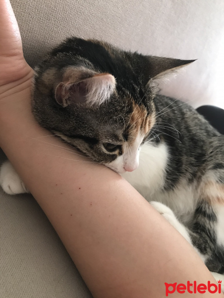 Tekir Kedi, Kedi  frida fotoğrafı