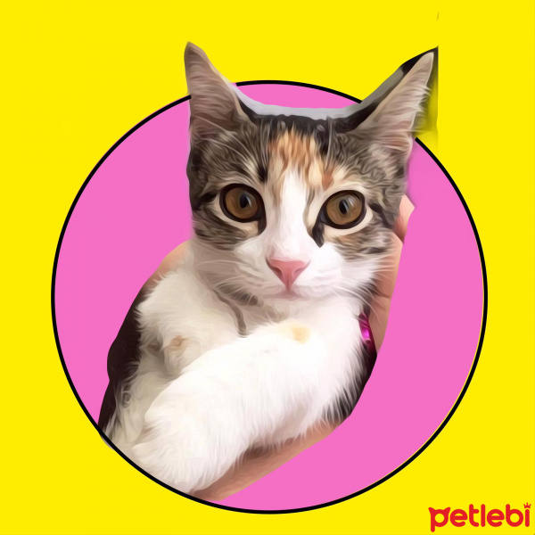 Tekir Kedi, Kedi  frida fotoğrafı