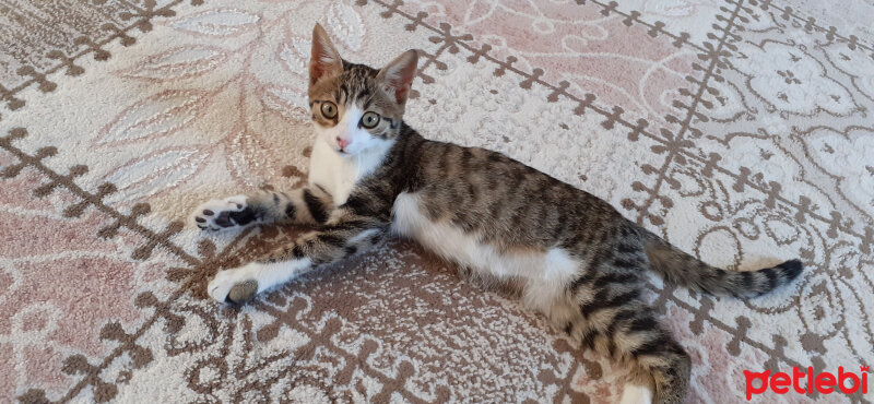 Tekir Kedi, Kedi  Minık fotoğrafı