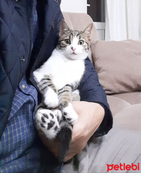 Tekir Kedi, Kedi  Minık fotoğrafı