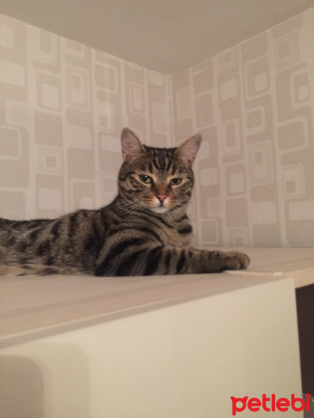 Tekir Kedi, Kedi  Melül fotoğrafı