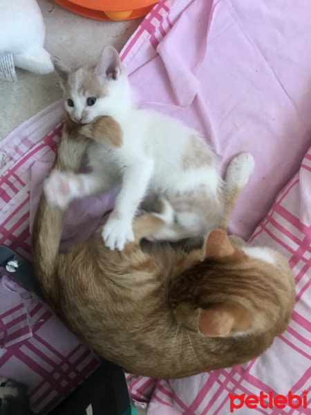 Tekir Kedi, Kedi  Leon fotoğrafı