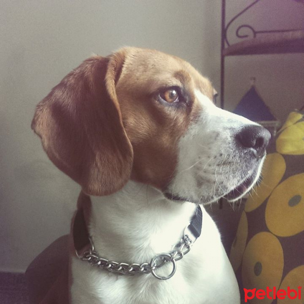 Beagle, Köpek  Kuki fotoğrafı