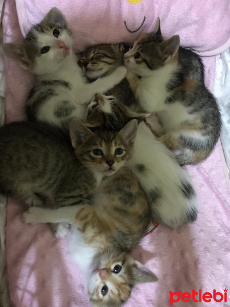 Tekir Kedi, Kedi  Yavrular fotoğrafı