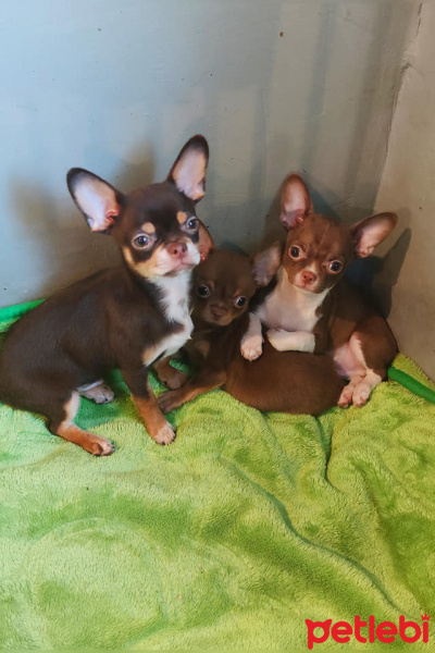 Chihuahua, Köpek  guneş12 fotoğrafı