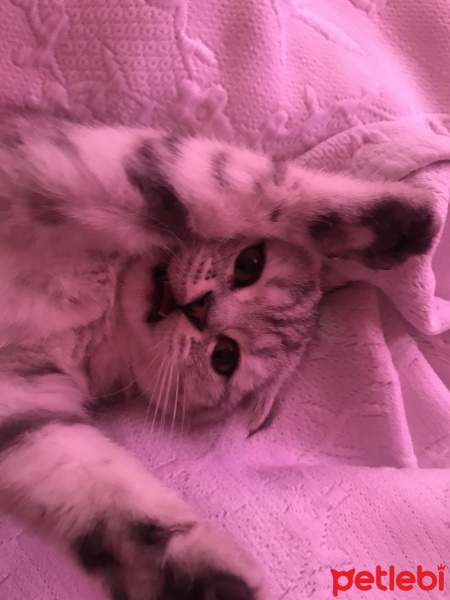 Scottish Fold, Kedi  Loli fotoğrafı