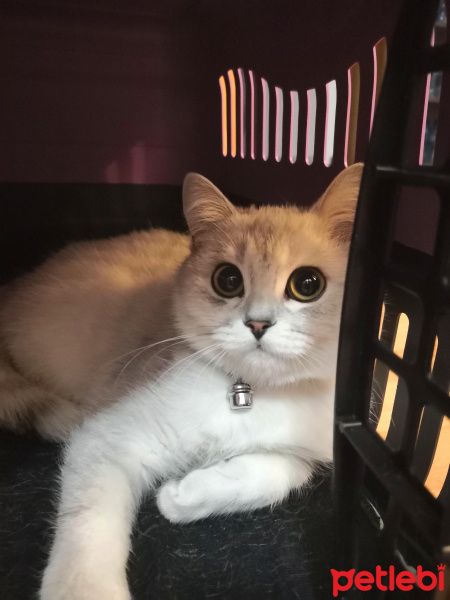 British Shorthair, Kedi  Silva fotoğrafı