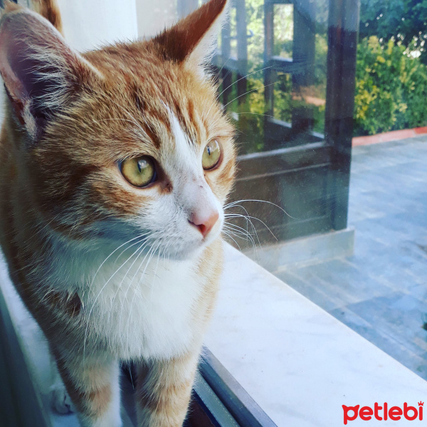 Sarman, Kedi  Zuzu fotoğrafı