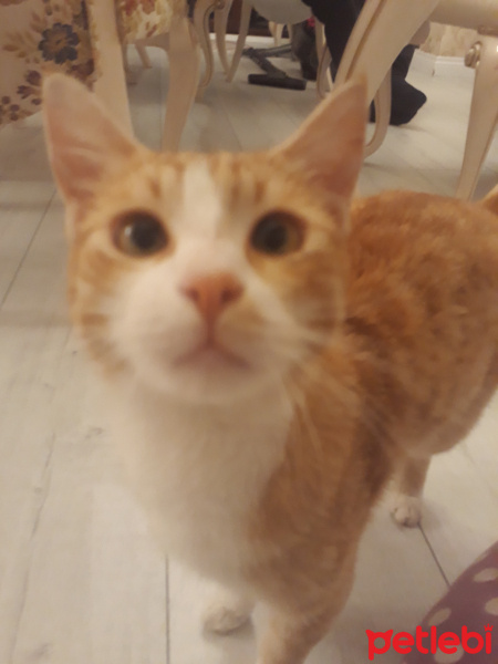 Sarman, Kedi  Zuzu fotoğrafı