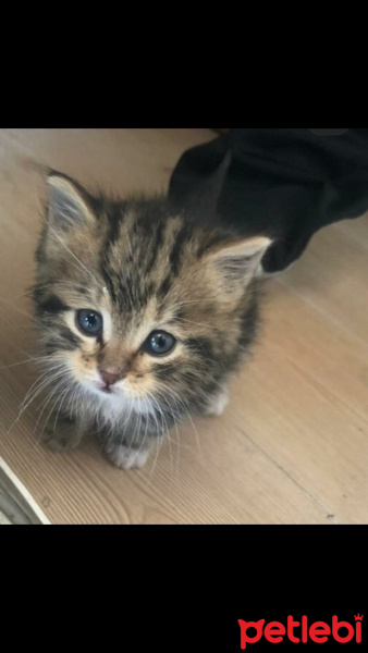 Tekir Kedi, Kedi  Hera fotoğrafı