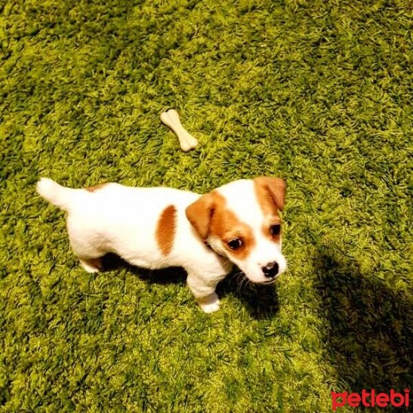 Jack Russell Terrier, Köpek  manti fotoğrafı